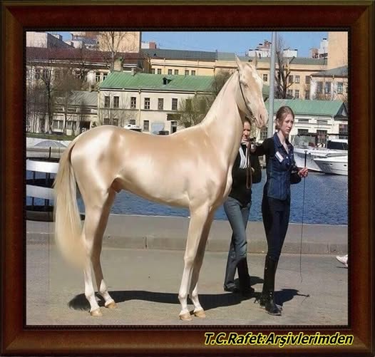 AHAL TEKE (TÜRK ATI )