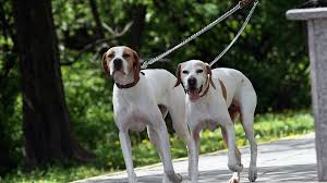 TASMALI İKİ KÖPEK